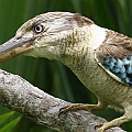 Blue-winged Kookaburra at Fresh Water Lakes<br />Canon EOS 7D + EF400 F5.6L Blue-winged Kookaburra at Fresh Water Lakes<br />Canon EOS 7D + EF400 F5.6L